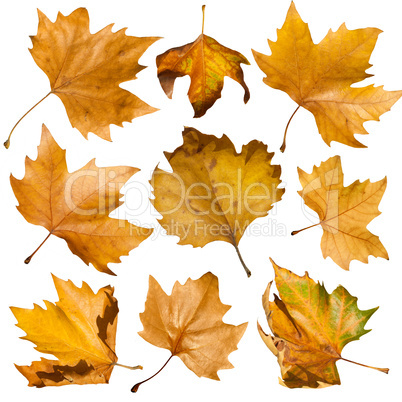 autumn leaves set. white isolated