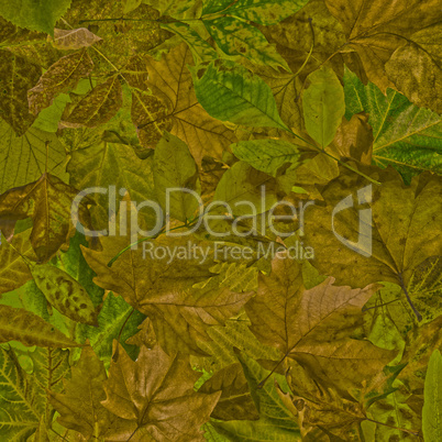 autumn leaves background