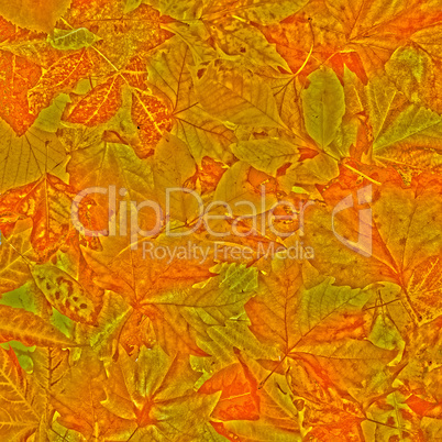 autumn leaves background