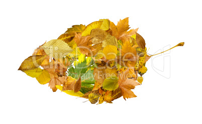 autumn leaves set. white isolated