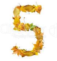 number five made of autumn leaves.