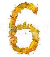 number six made of autumn leaves.