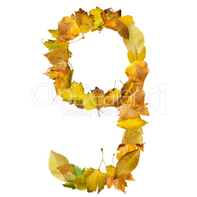 number nine made of autumn leaves.