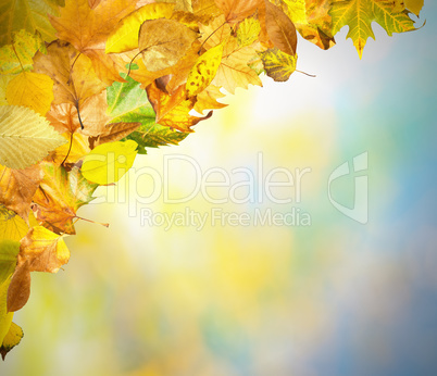 border of autumn leaves