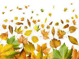 border of autumn leaves
