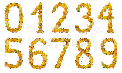 set of numbers made of autumn leaves