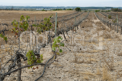 poor harvest vineyards