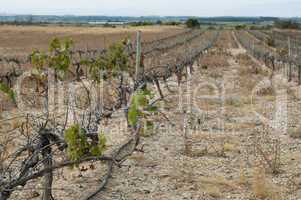 poor harvest vineyards