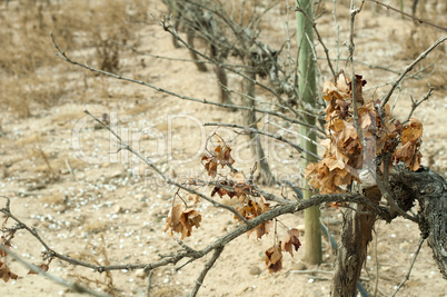 poor harvest vineyards