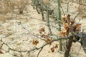 poor harvest vineyards