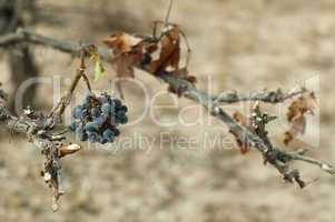 poor harvest vineyards