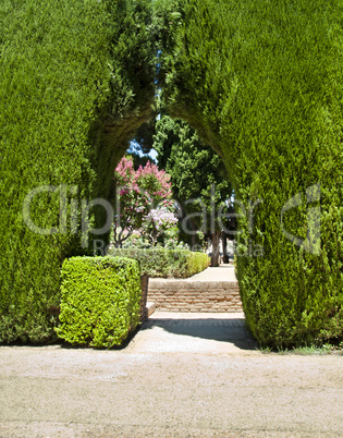 garden with green bushes