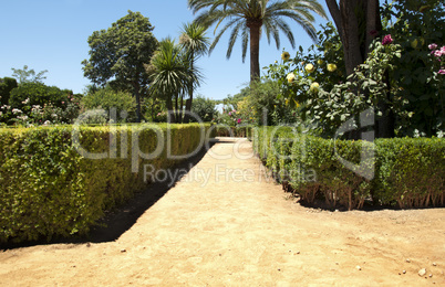 garden with green bushes