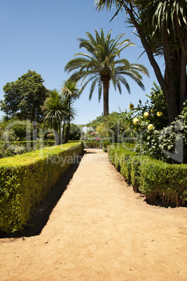 garden with green bushes