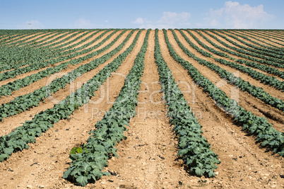 cabbage plantation