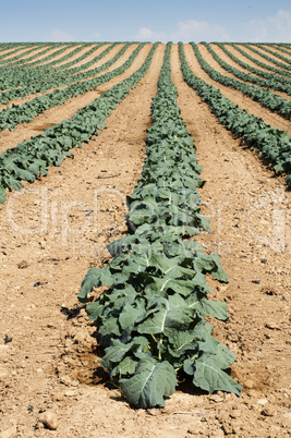 cabbage plantation