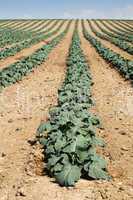 cabbage plantation