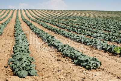 cabbage plantation