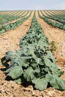 cabbage plantation
