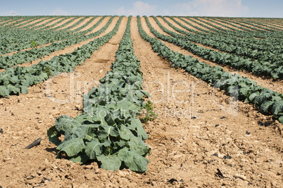 cabbage plantation