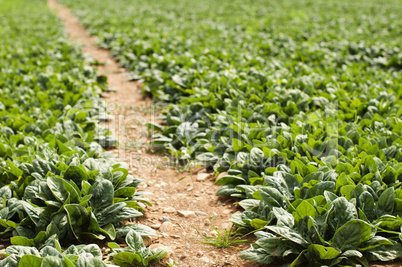 spinach plantation