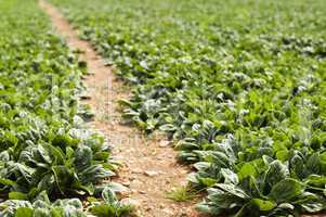 spinach plantation