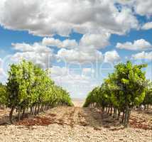 vineyards in rows and blue sky