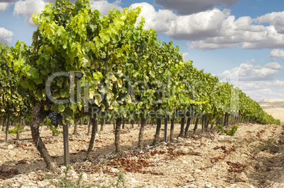 vineyards in rows and blue sky