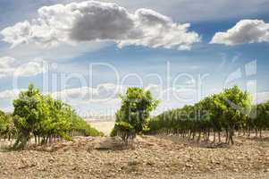 vineyards in rows and blue sky