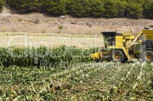 harvester reaps corn