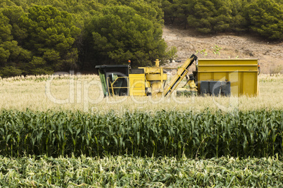 harvester reaps corn