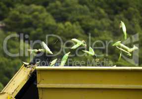 harvester reaps corn