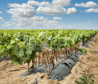 young vineyards in rows.