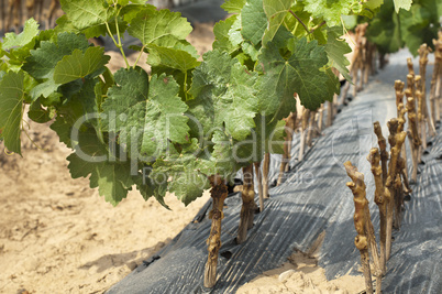 young vineyards in rows.