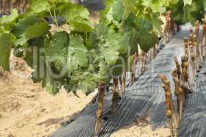 young vineyards in rows.