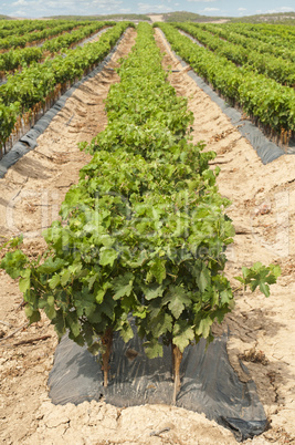 young vineyards in rows.