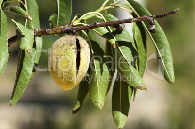 almonds on branch