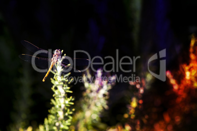 butterfly and green background