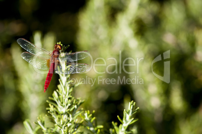 butterfly and green background