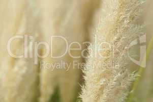 crema color fluffy plants