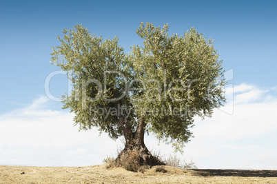 olive tree on blue sky