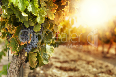 vineyards at sunset