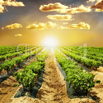 young vineyards in rows.