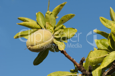 branch of almond tree