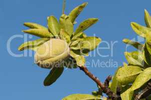 branch of almond tree