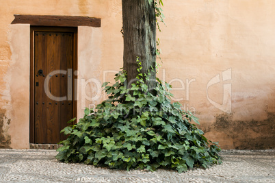 wooden door and ivy
