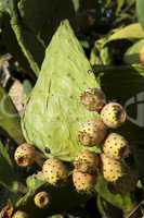 cactus fruits