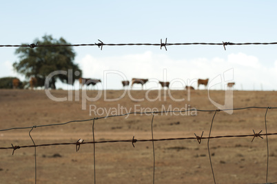 animals on a farm surrounded by barbed wire