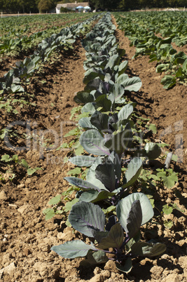plantation with cabbage