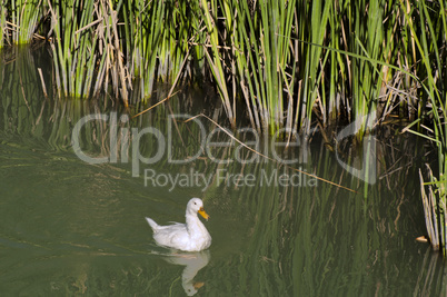 ducks in the river and reeds